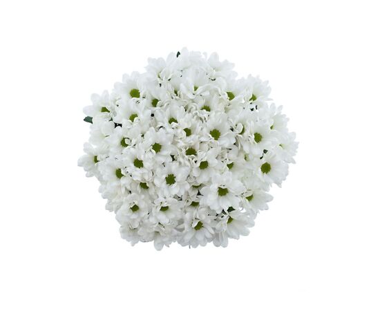 Хризантема Tr Ilonka White L70, Модель: 0, зображення 3 | Доставка квітів Шарм24