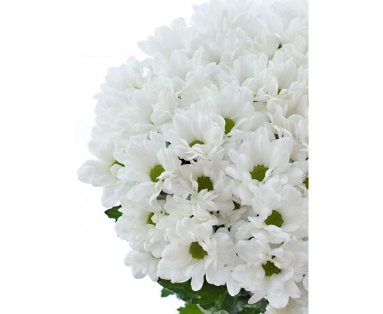 Хризантема Tr Ilonka White L70, Модель: 0, зображення 4 | Доставка квітів Шарм24