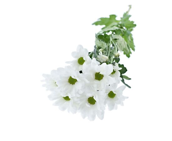 Хризантема Tr Ilonka White L70, Модель: 0, зображення 2 | Доставка квітів Шарм24