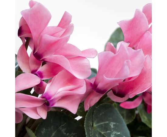 Цикламен Cyclamen Allure Mix d12 L20, Модель: 0, фото 2 | Доставка цветов Шарм24 Цикламен Cyclamen Allure Mix d12 L20, Модель: 0, фото 2 | Доставка цветов Шарм24