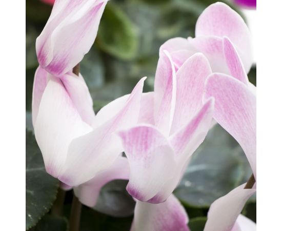 Цикламен Cyclamen Allure Mix d12 L20, Модель: 0, фото 3 | Доставка цветов Шарм24 Цикламен Cyclamen Allure Mix d12 L20, Модель: 0, фото 3 | Доставка цветов Шарм24