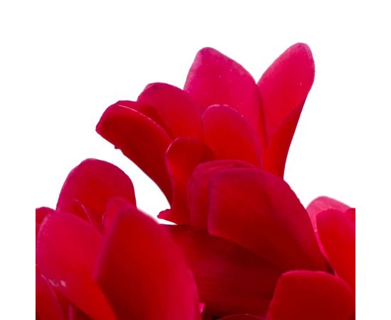 Цикламен Cyclamen Allure Mix d12 L20, Модель: 0, фото 4 | Доставка цветов Шарм24 Цикламен Cyclamen Allure Mix d12 L20, Модель: 0, фото 4 | Доставка цветов Шарм24