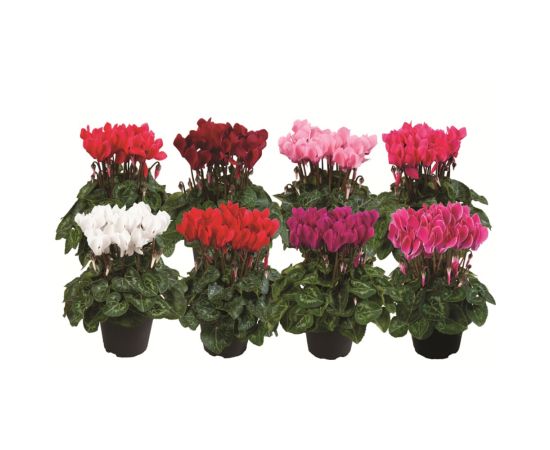 Цикламен Cyclamen Allure Mix d12 L20, Модель: 0 | Доставка цветов Шарм24