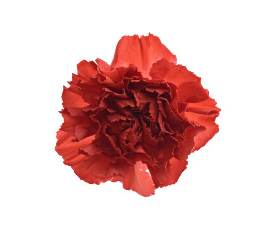 Гвоздика St Red Magic, Модель: 0, зображення 2 | Доставка квітів Шарм24