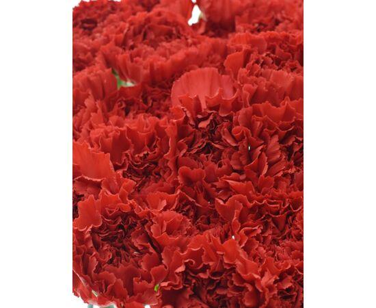 Гвоздика St Red Magic, Модель: 0, зображення 5 | Доставка квітів Шарм24