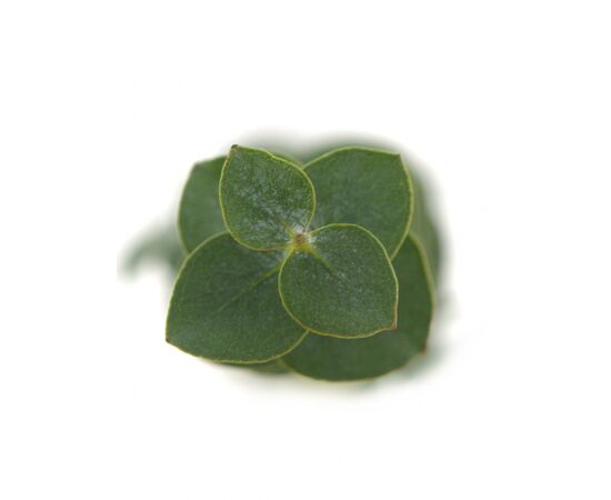 Эвкалипт ветка Baby Blue L70, Модель: 0, фото 2 | Доставка цветов Шарм24