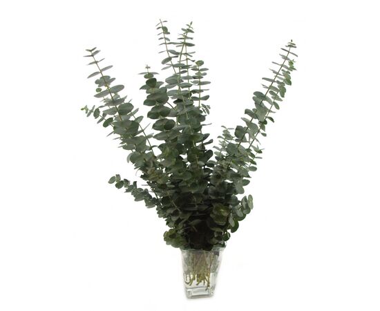 Эвкалипт ветка Baby Blue L70, Модель: 0, фото 3 | Доставка цветов Шарм24