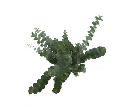 Эвкалипт ветка Baby Blue L70, Модель: 0, фото 4 | Доставка цветов Шарм24