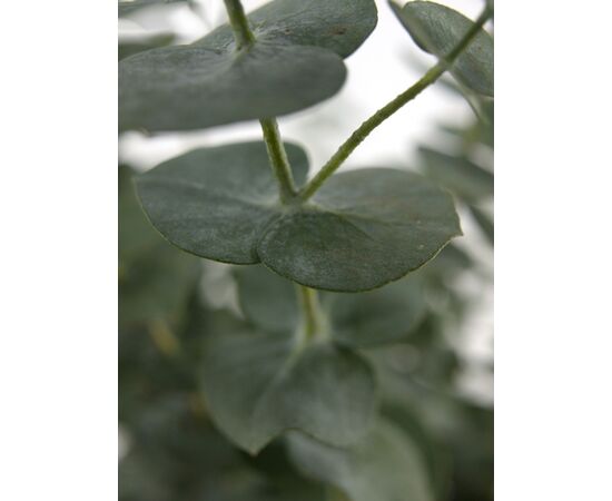 Эвкалипт ветка Baby Blue L70, Модель: 0, фото 5 | Доставка цветов Шарм24