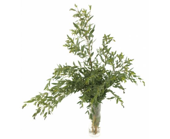 Эвкалипт Парвифолия, Модель: 0, фото 2 | Доставка цветов Шарм24