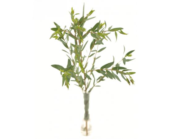 Эвкалипт Парвифолия, Модель: 0, фото 3 | Доставка цветов Шарм24