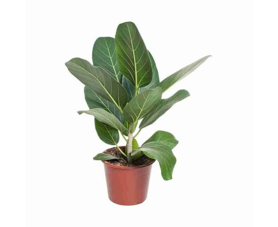 Фікус Ficus Beng Audrey d12 L35, Модель: 0 | Доставка квітів Шарм24