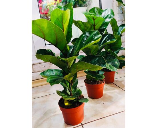 Фикус Ficus Lyrata d12 L35, Модель: 0, зображення 2 | Доставка квітів Шарм24