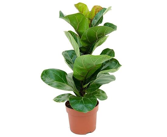 Фикус Ficus Lyrata d17 L90, Модель: 0 | Доставка цветов Шарм24