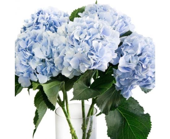 Гортензія MIX Oscen Eye Premium, Модель: 0, зображення 2 | Доставка квітів Шарм24