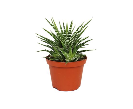 Хавортия Haworthia d8,5 L12, Модель: 0 | Доставка квітів Шарм24