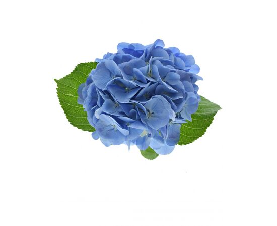 Гортензія M Bodensee Bl L60, Модель: 0, зображення 2 | Доставка квітів Шарм24