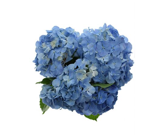 Гортензія M Bodensee Bl L60, Модель: 0, зображення 4 | Доставка квітів Шарм24