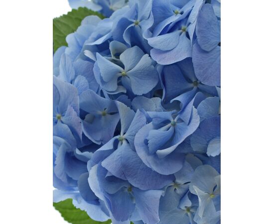 Гортензія M Bodensee Bl L60, Модель: 0, зображення 5 | Доставка квітів Шарм24