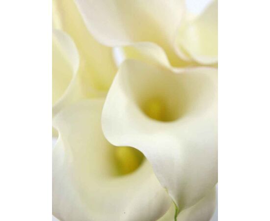 Калла MIX L40, Модель: 0, фото 5 | Доставка цветов Шарм24