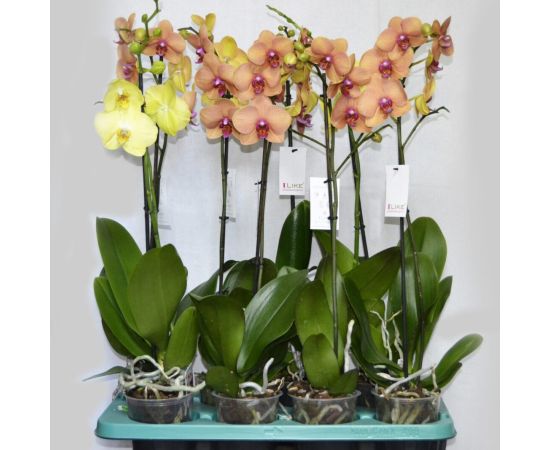 Орхидея phalaenopsis 2st Yellow Orange Mix 16+ (levo) d12 L55, Модель: 0 | Доставка цветов Шарм24