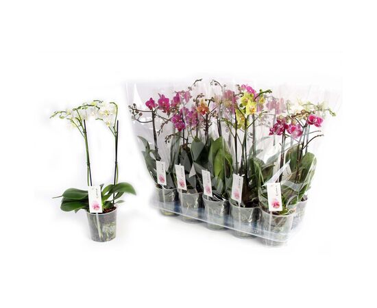 Орхидея phalaenopsis 2st Mix 12+ d12 L60, Модель: 0 | Доставка цветов Шарм24