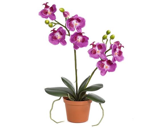Орхидея phalaenopsis 2st Mix 14+ d12 L55, Модель: 0 | Доставка цветов Шарм24
