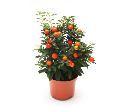 Паслен Pseudocapsicum d13 L27, Модель: 0 | Доставка квітів Шарм24