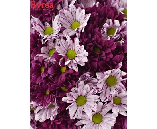 Букет "PURPLE DREAM", Модель: 0, фото 3 | Доставка цветов Шарм24