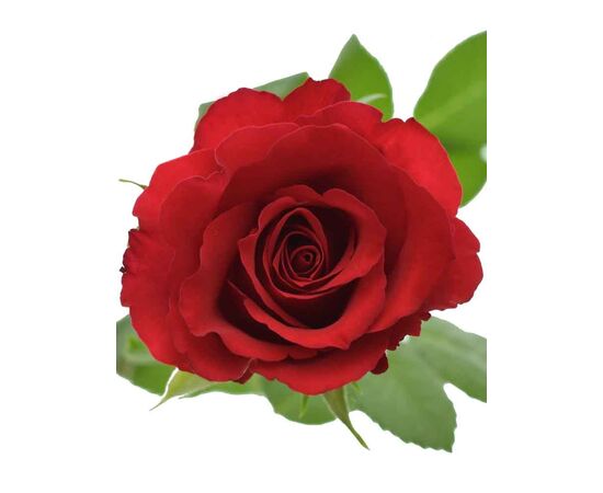 Троянда Гран Прі L10, Модель: 0, зображення 2 | Доставка квітів Шарм24