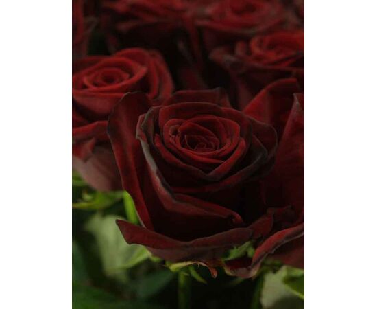 Троянда Гран Прі L10, Модель: 0, зображення 5 | Доставка квітів Шарм24