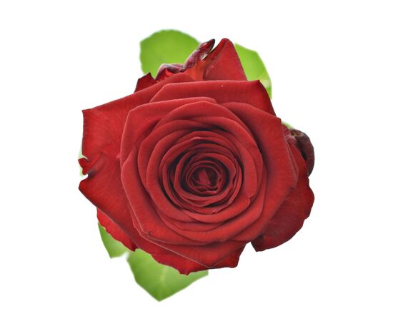 Троянда Ред Наоми L8, Модель: 0, зображення 2 | Доставка квітів Шарм24