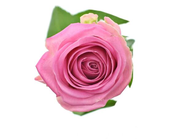 Роза Аква L8, Модель: 0, фото 2 | Доставка цветов Шарм24