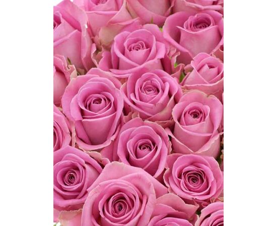 Роза Аква L8, Модель: 0, фото 5 | Доставка цветов Шарм24