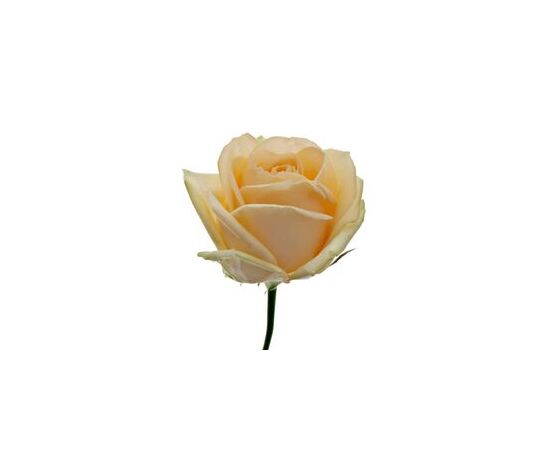 Троянда Піч Аваланж L8, Модель: 0 | Доставка квітів Шарм24