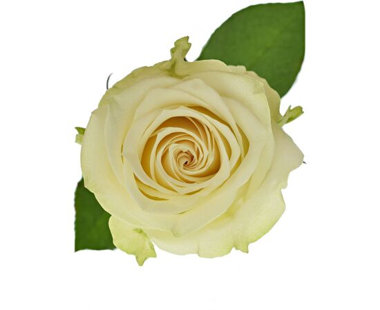 Троянда Gr Dolomiti L 60, Модель: 0, зображення 2 | Доставка квітів Шарм24