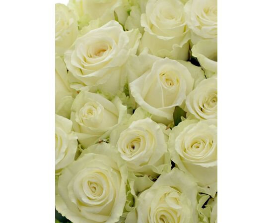 Троянда Gr Dolomiti L 60, Модель: 0, зображення 5 | Доставка квітів Шарм24