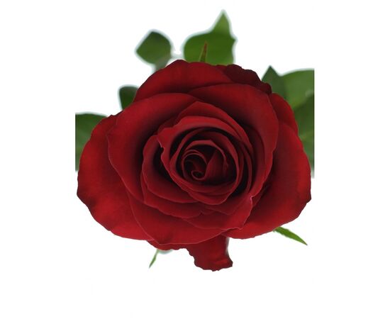 Троянда Gr Ever Red L60, Модель: 0, зображення 2 | Доставка квітів Шарм24