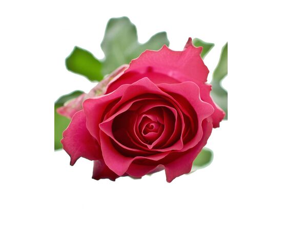 Роза Gr Pink Rhodos L70, Модель: 0, фото 2 | Доставка цветов Шарм24