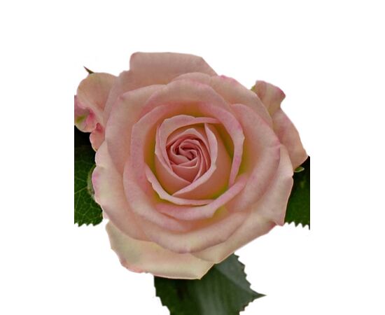 Роза Tr Creamy Twister L50, Модель: 0, фото 2 | Доставка цветов Шарм24