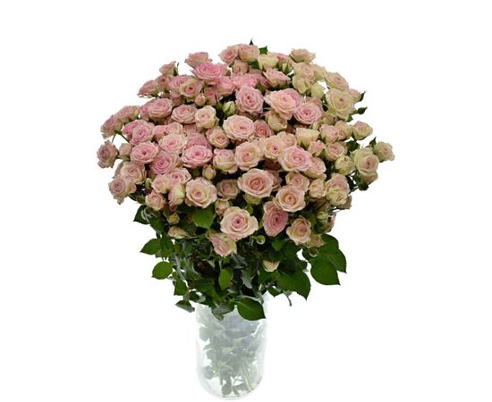 Роза Tr Creamy Twister L50, Модель: 0, фото 3 | Доставка цветов Шарм24