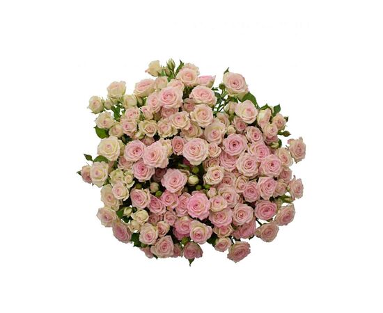 Роза Tr Creamy Twister L50, Модель: 0, фото 4 | Доставка цветов Шарм24