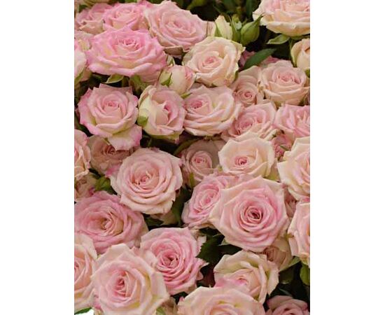 Роза Tr Creamy Twister L50, Модель: 0, фото 5 | Доставка цветов Шарм24