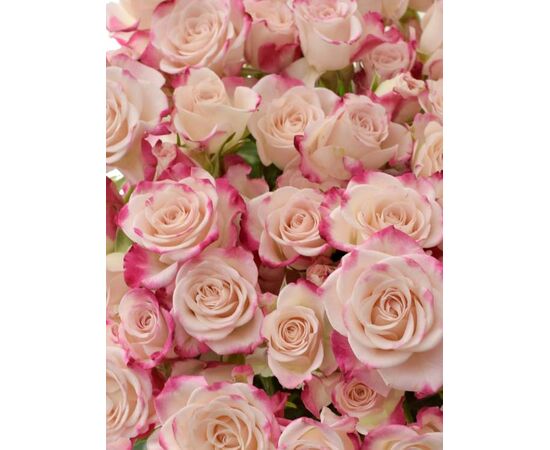 Роза Tr Reflex L70, Модель: 0, фото 5 | Доставка цветов Шарм24