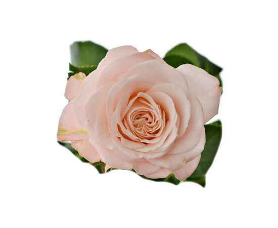 Троянда спрей Мадам Бомбастік L75, Модель: 0, зображення 2 | Доставка квітів Шарм24