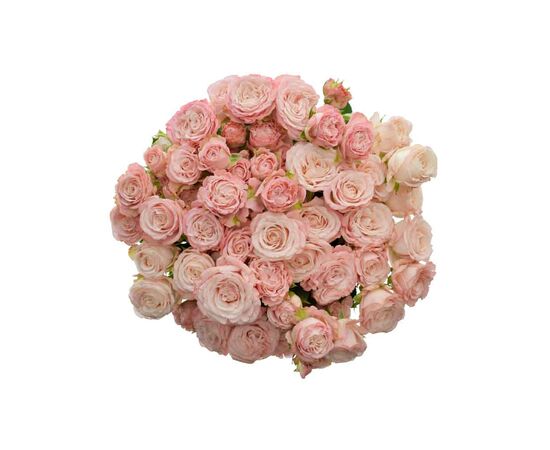 Троянда спрей Мадам Бомбастік L75, Модель: 0, зображення 4 | Доставка квітів Шарм24