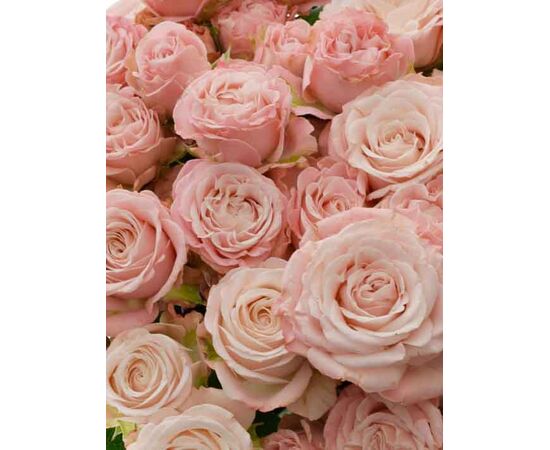 Троянда спрей Мадам Бомбастік L75, Модель: 0, зображення 5 | Доставка квітів Шарм24