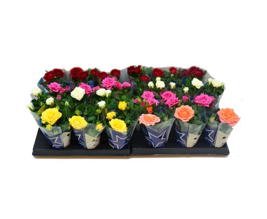 Роза Rosa Kordana Mix d12 L29, Модель: 0 | Доставка квітів Шарм24