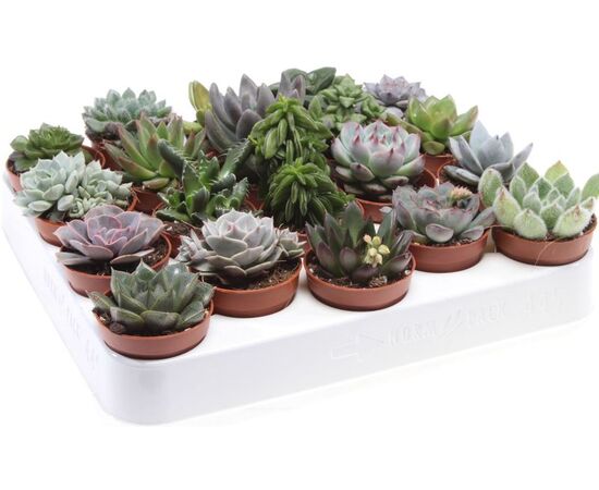 Суккулент Succulent Mix d 12 L15, Модель: 0 | Доставка цветов Шарм24
