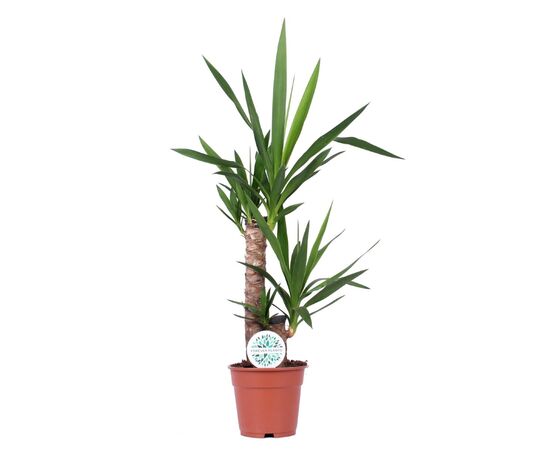 Юка Yucca 30cm Stem 2+ d14 L70, Модель: 0 | Доставка квітів Шарм24